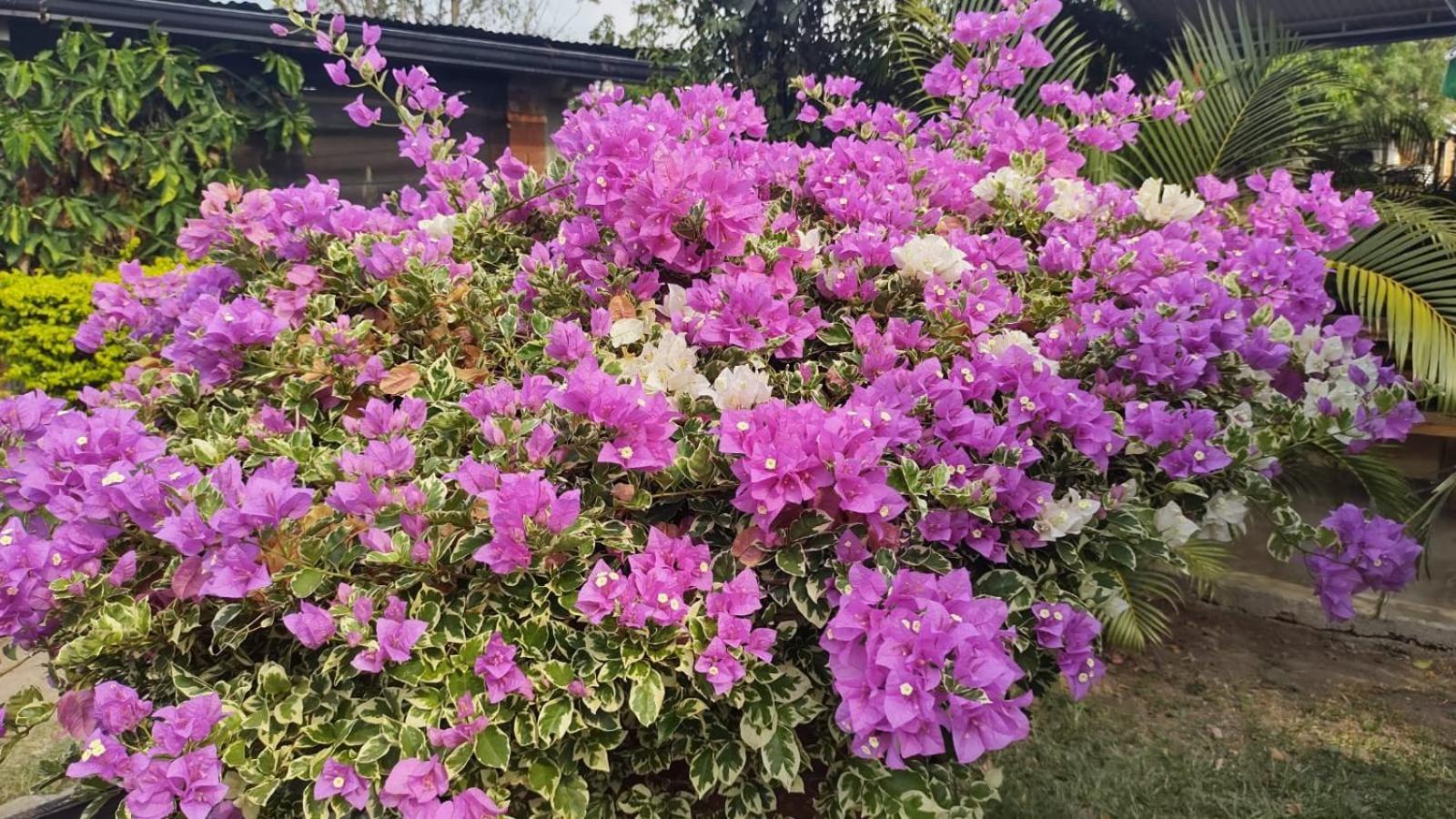 Loma Linda Hotel De Naturaleza Ла Меса Екстериор снимка